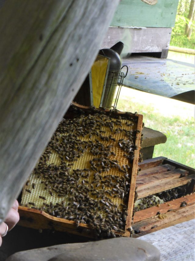 Kisten mit Bienen